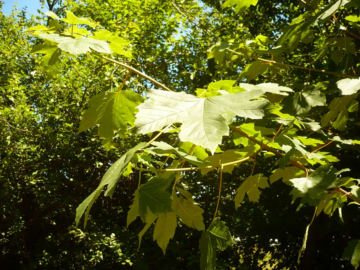 Acer pseudoplatanus (Sapindaceae)